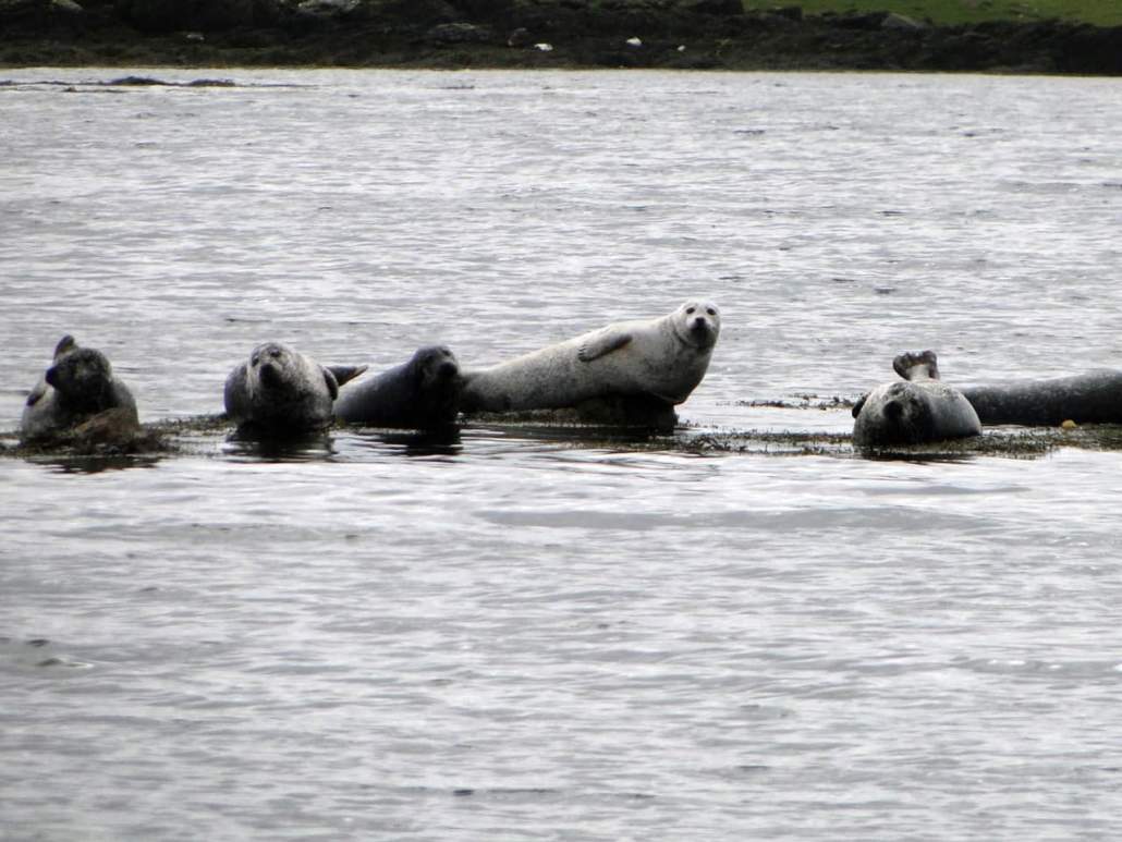 seals-1030x773